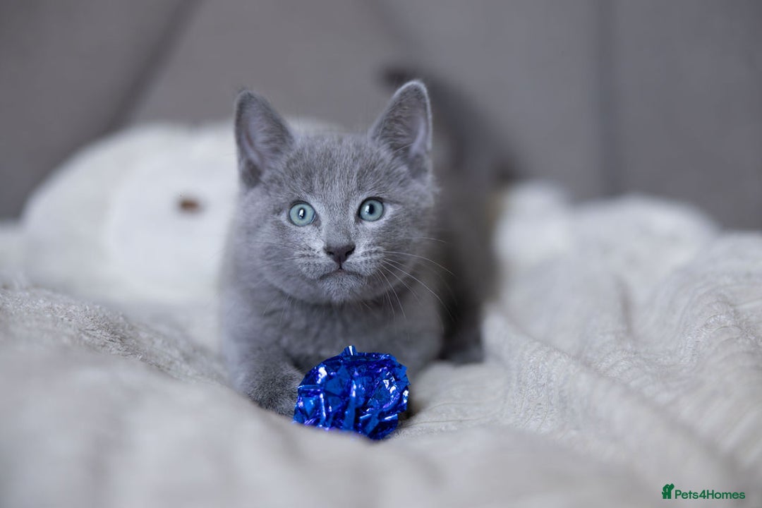 Russian Blue cats for sale: Pure Russian Blue Kittens Available  - Image 26