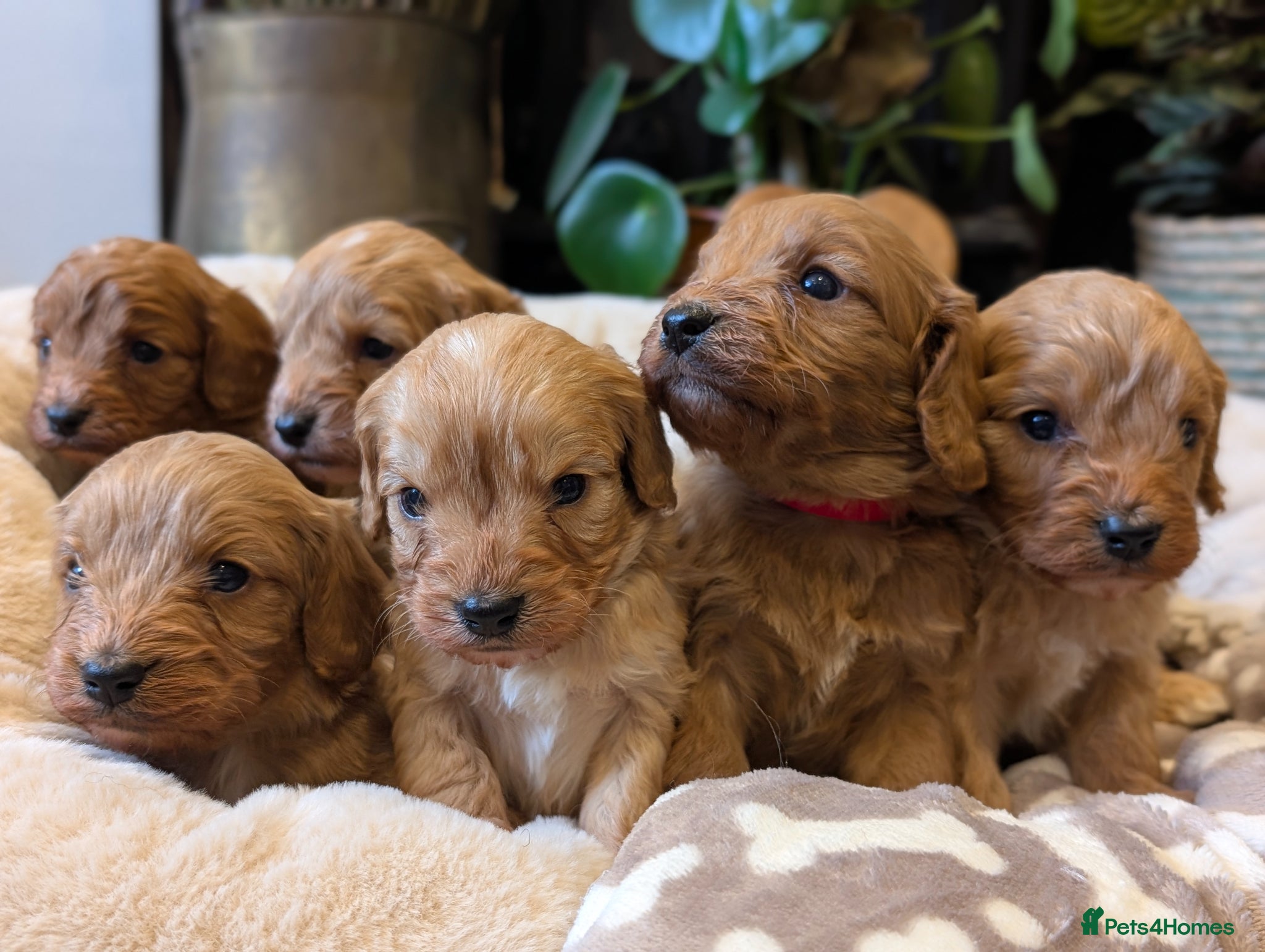 Cavapoo dogs ⭐⭐⭐⭐⭐ F1 Cavapoo puppies Health tested parents.  - Advert 1