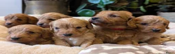 Cavapoo dogs for sale: ⭐⭐⭐⭐⭐ F1 Cavapoo puppies Health tested parents.  - Advert 3