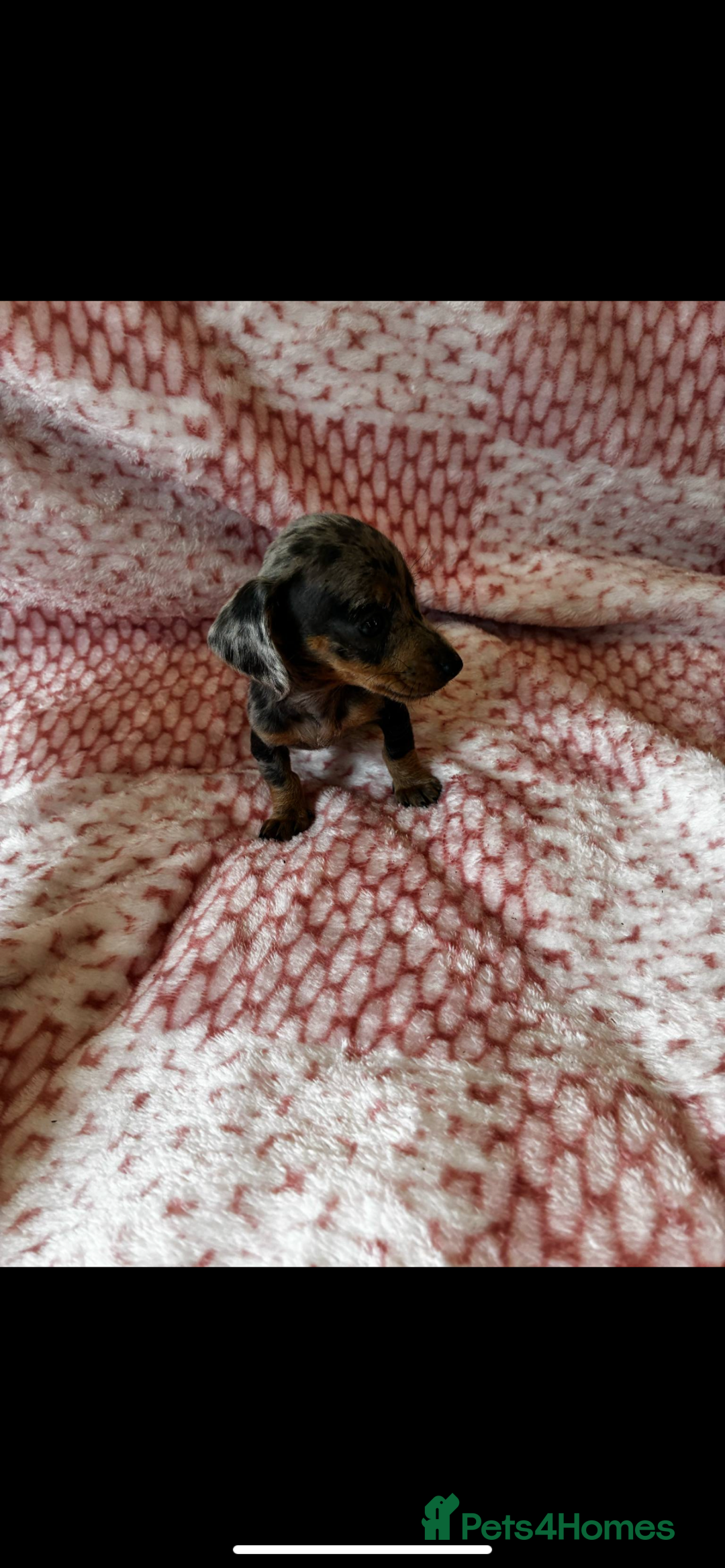 Miniature Dachshund dogs for sale: Miniature  - Image 9