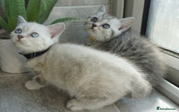 British Shorthair cats for sale: STUNNING British Shorthair Kittens Silver Tabbies - Image 8