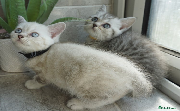 British Shorthair cats - Advert 14
