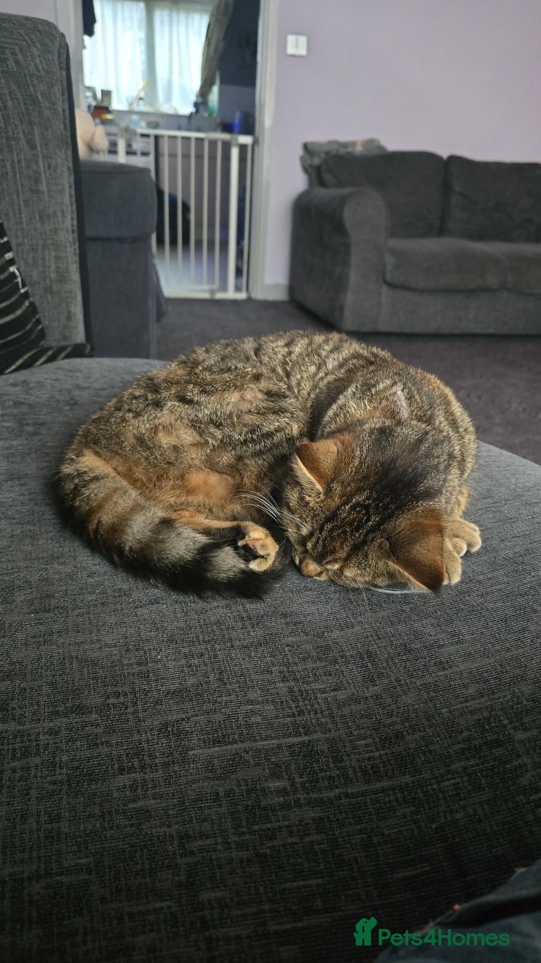 Mixed Breed cats 1 year old female cat - Advert 1