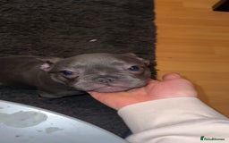 French Bulldog dogs for sale: Frenchie For New Home*** - Image 4