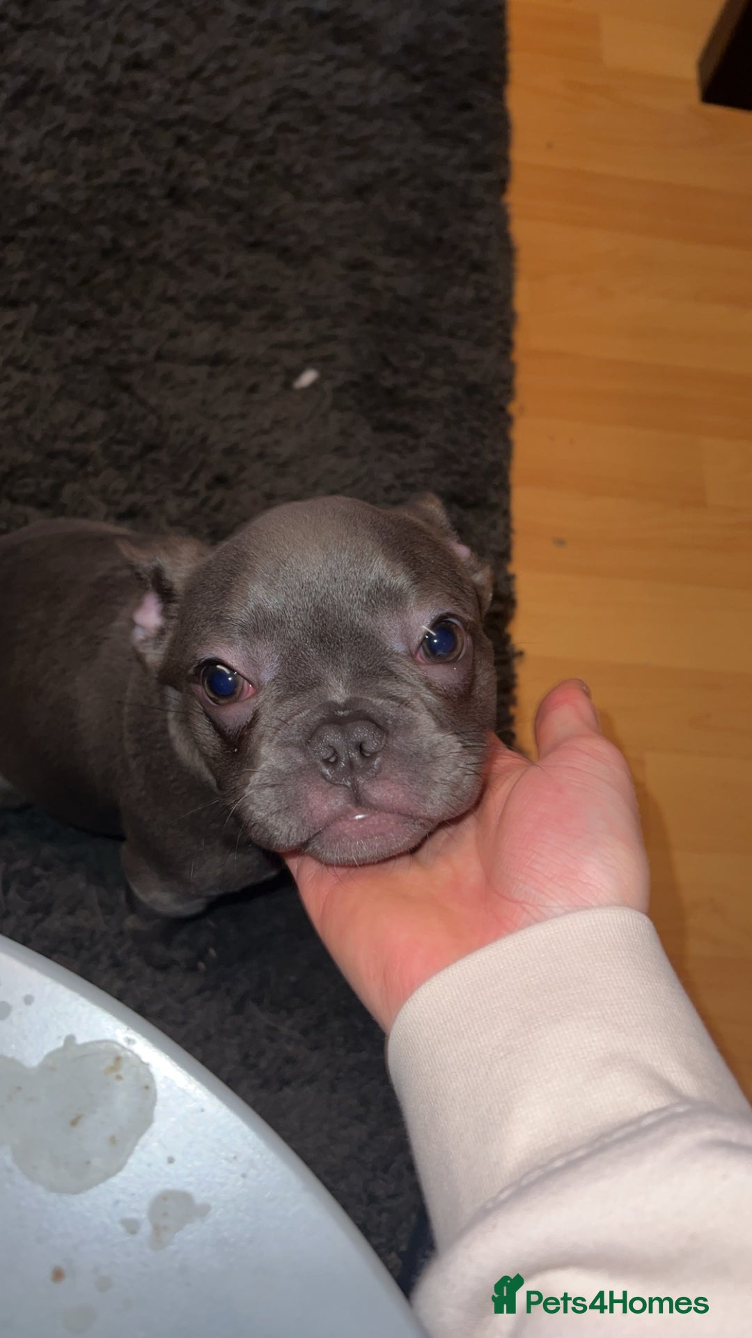 French Bulldog dogs for sale: Frenchie For New Home*** - Image 4