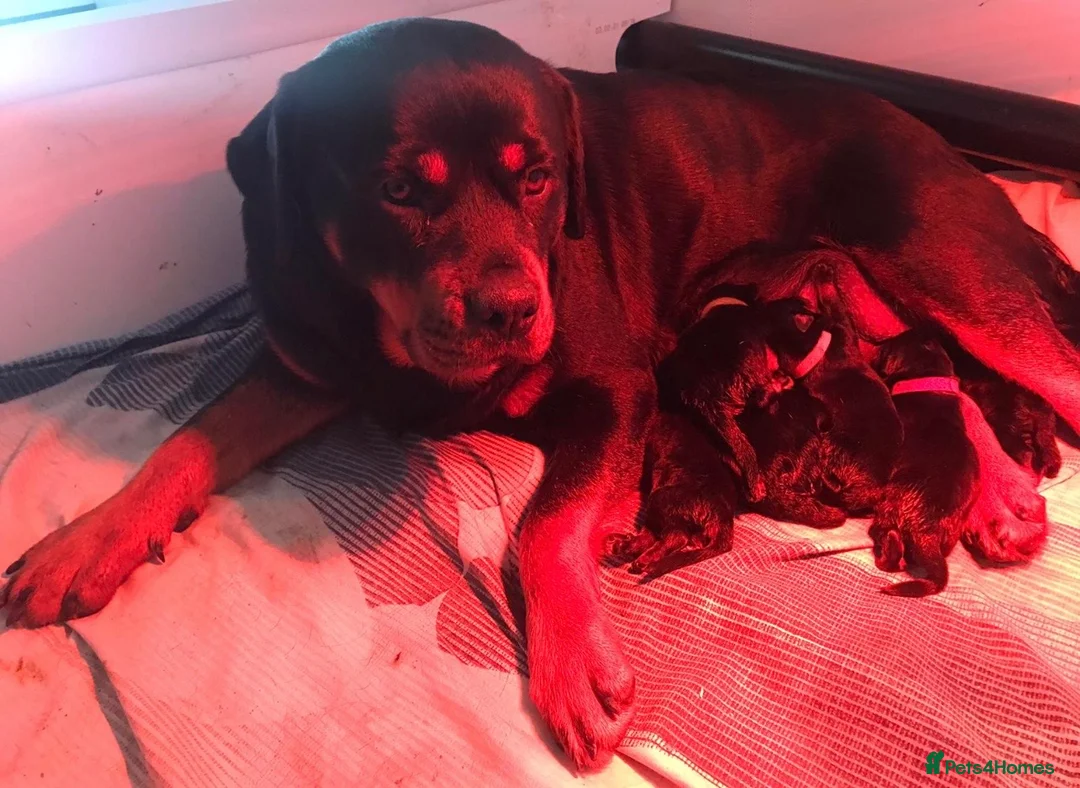 Rottweiler dogs for sale: KC Registered Rottweiler Babies 🐾🐾🐾 - Advert 14