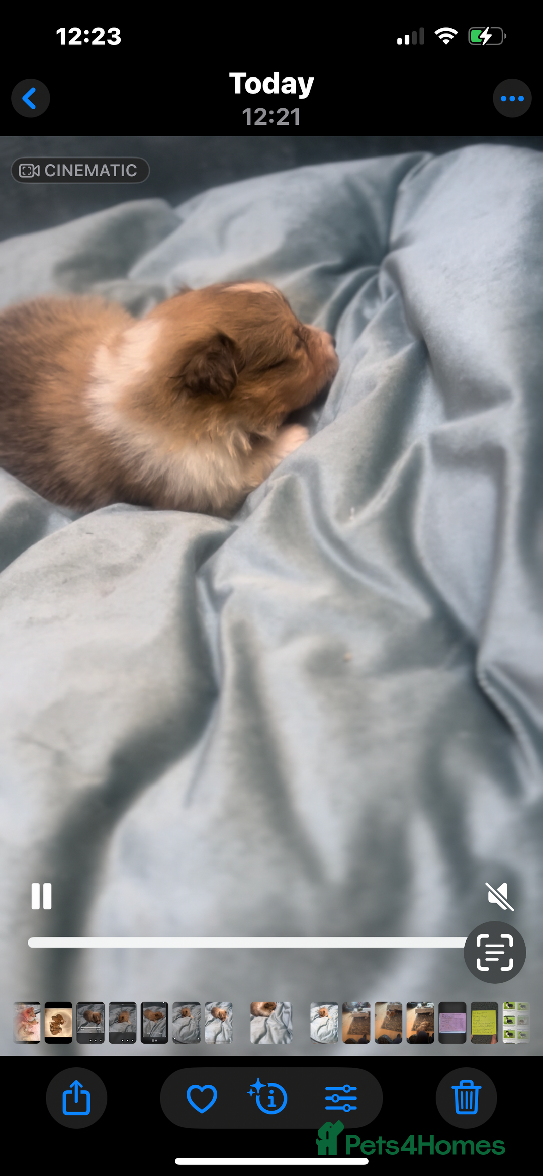 Shetland Sheepdog dogs for sale: Sheltie Puppies - Advert 5