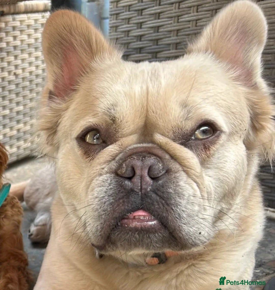 French Bulldog dogs Fluffy french bulldog female,  luxe  - Advert 4