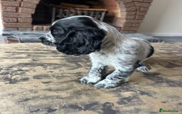 Cocker Spaniel dogs for sale: Blue roan cocker spaniels ready 17th September - Image 30