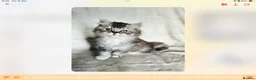 British Shorthair cats for sale: GCCF reg British kittens  - Advert 5