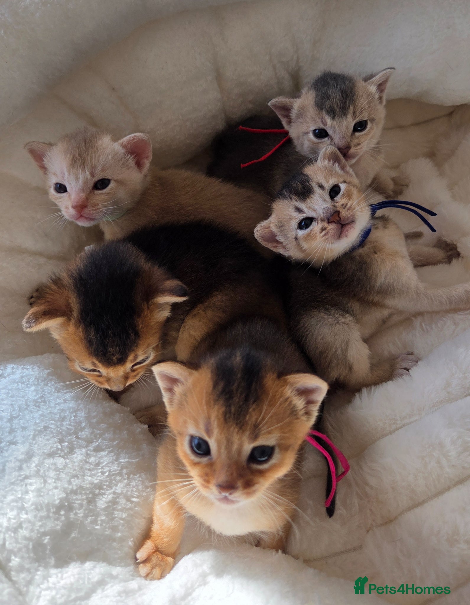 Abyssinian cats for sale: ⚜️Beautiful Abyssinian Kittens🏆 - Advert 1