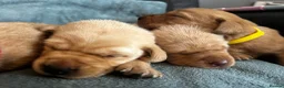 Labrador Retriever dogs for sale: Top Quality Fox Red Labradors - Advert 3