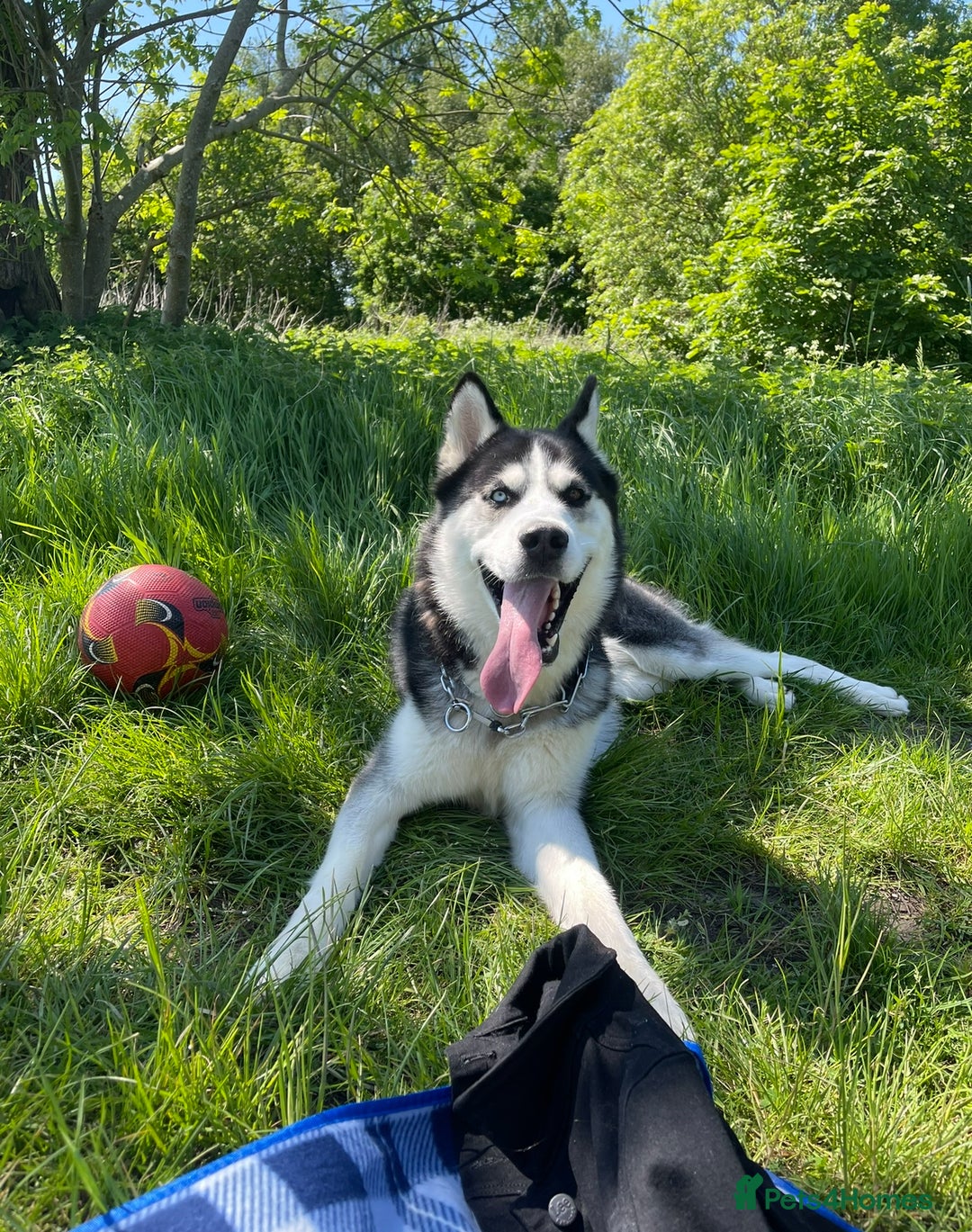 Siberian Husky dogs for sale: Siberian Husky Nico  - Advert 3