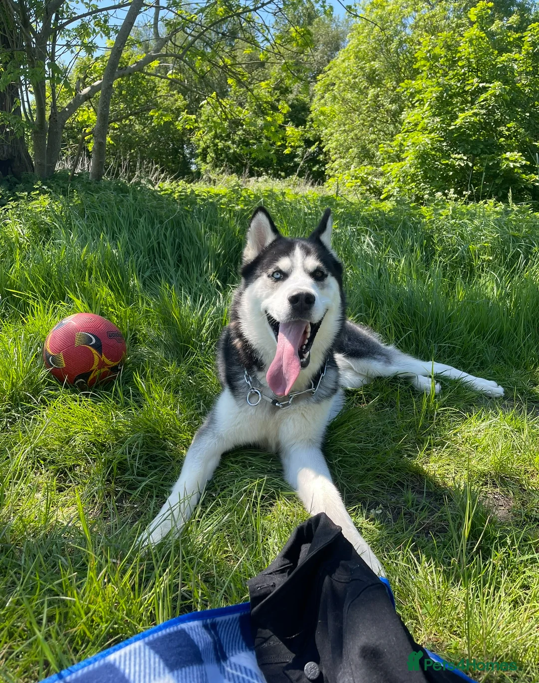 Siberian Husky dogs for sale: Siberian Husky Nico  - Advert 3