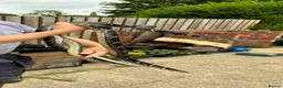Rat Snake reptiles for sale: Russian Rat Snake Hatchlings  - Advert 4