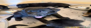 German Shepherd 1