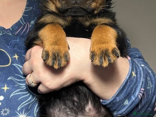 Rottweiler dogs Top Quality KC Health Tested Rottweiler Puppies - Advert 5