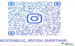 British Shorthair cats for sale: GCCF reg. BSH male and Blue cream girl  - Image 6