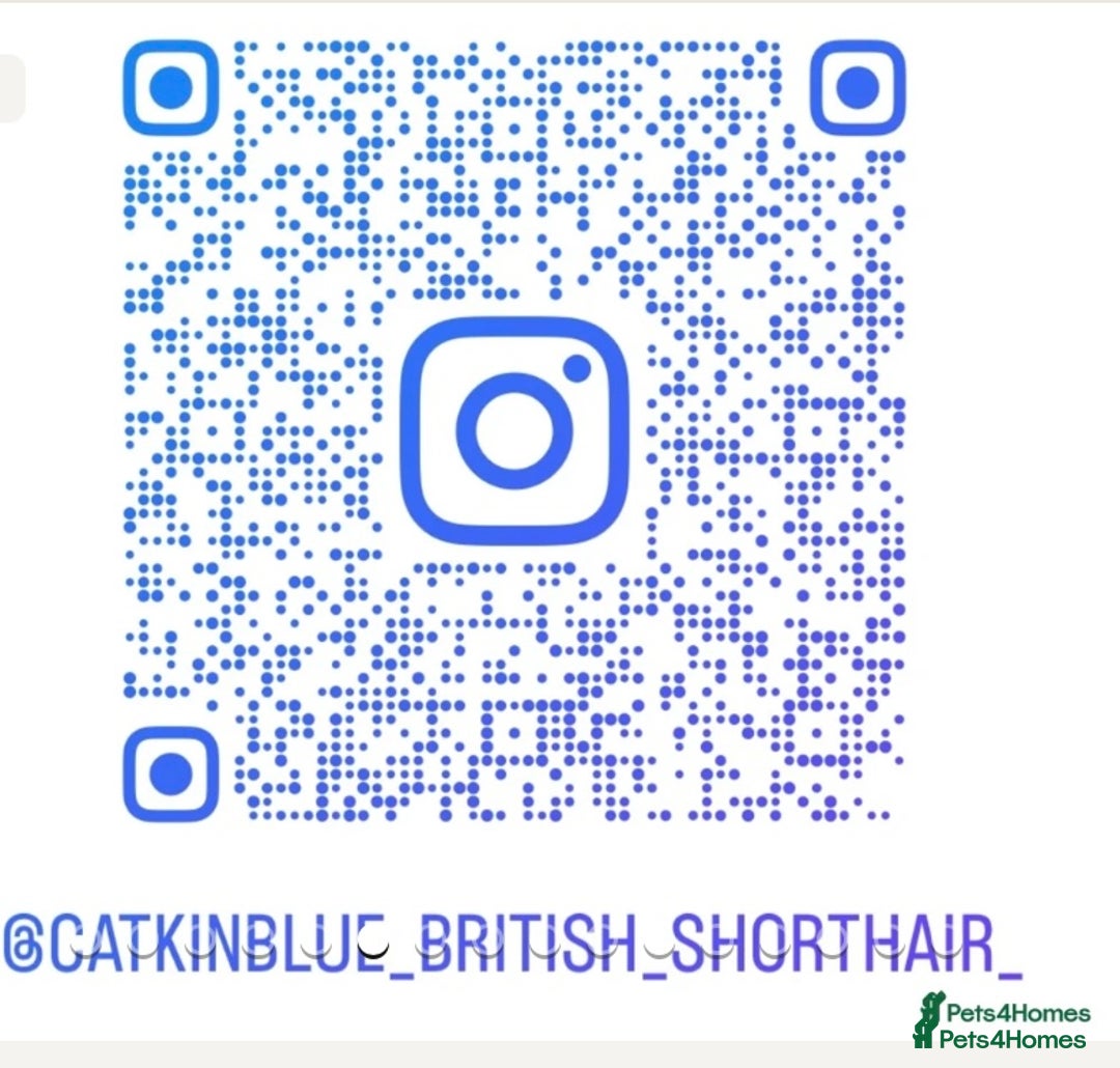 British Shorthair cats for sale: GCCF reg. BSH male and Blue cream girl  - Image 6