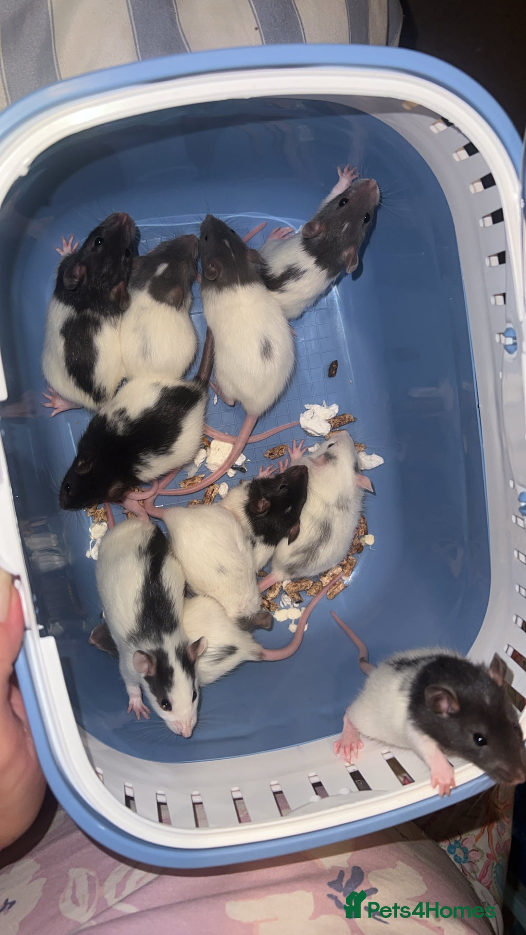 Rat rodents for sale: Baby rats for sale  - Image 2