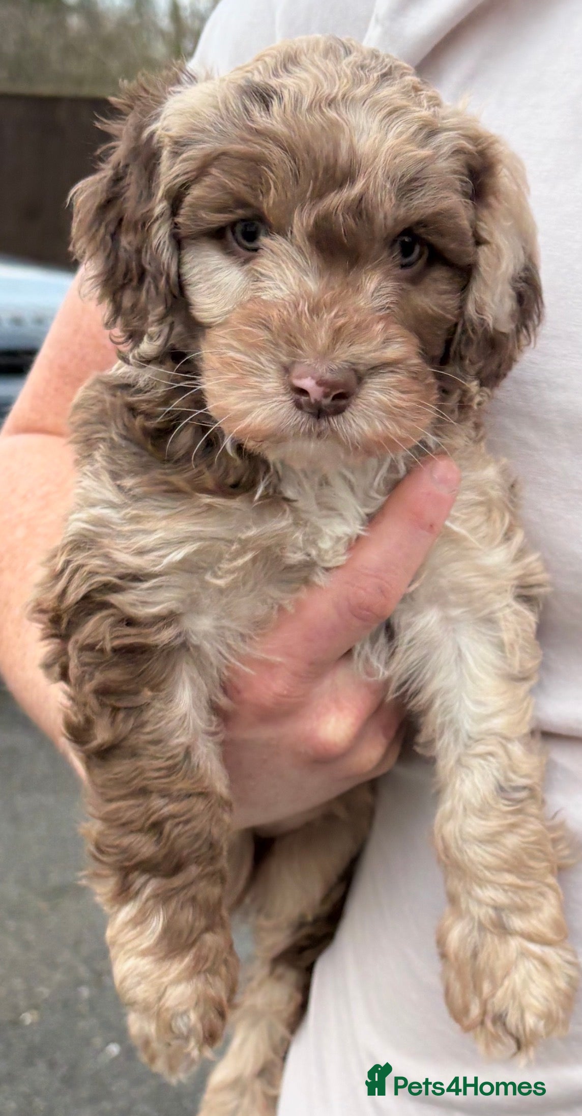 Cockapoo dogs HEALTH TESTED Cockapoo girl puppy - Advert 1