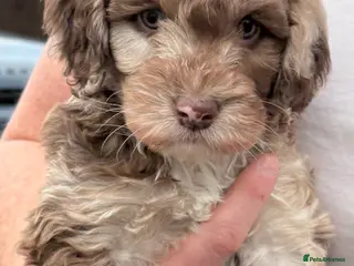 Cockapoo dogs HEALTH TESTED Cockapoo girl puppy - Advert 1