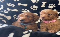 Cockapoo dogs for sale: Stunning Fox Red f1 cockapoo puppies  - Image 3