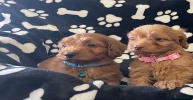 Cockapoo dogs - Advert 1