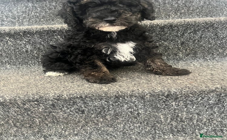 Miniature Poodle dogs - Advert 1