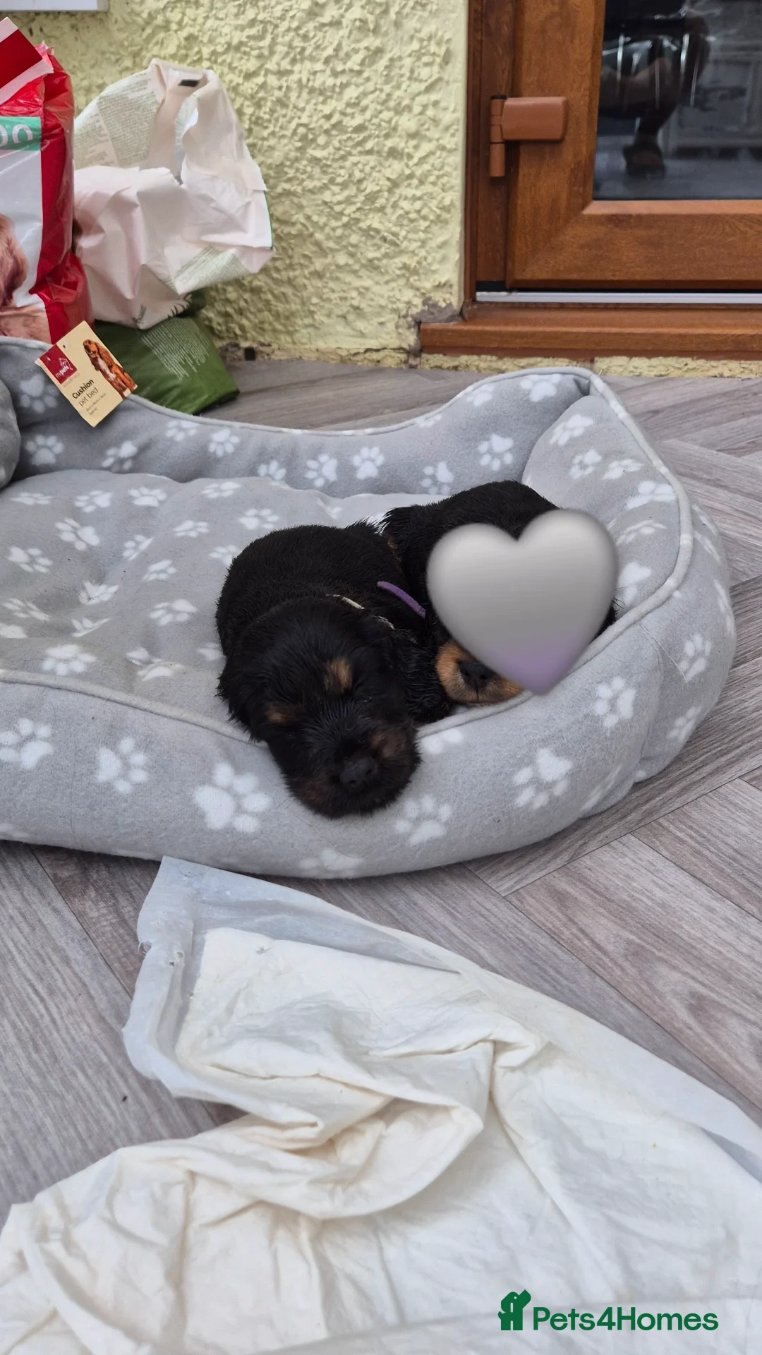 Cocker Spaniel dogs for sale: Kc show cocker spaniel puppies - Image 10