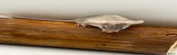 Mouse rodents for sale: Female fancy mice - ready for new homes - Advert 5