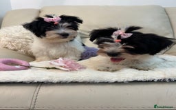Biewer Terrier dogs for sale: 🩶🩷Biewer-Biro Champion heritage pups! 🐶❤️ - Image 28