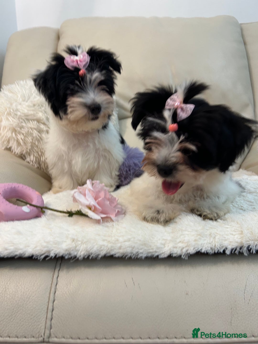 Biewer Terrier dogs for sale: 🩶🩷Biewer-Biro Champion heritage pups! 🐶❤️ - Image 28