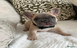 French Bulldog dogs for sale: Quality French Bulldog Puppies L4 carriers - Image 16