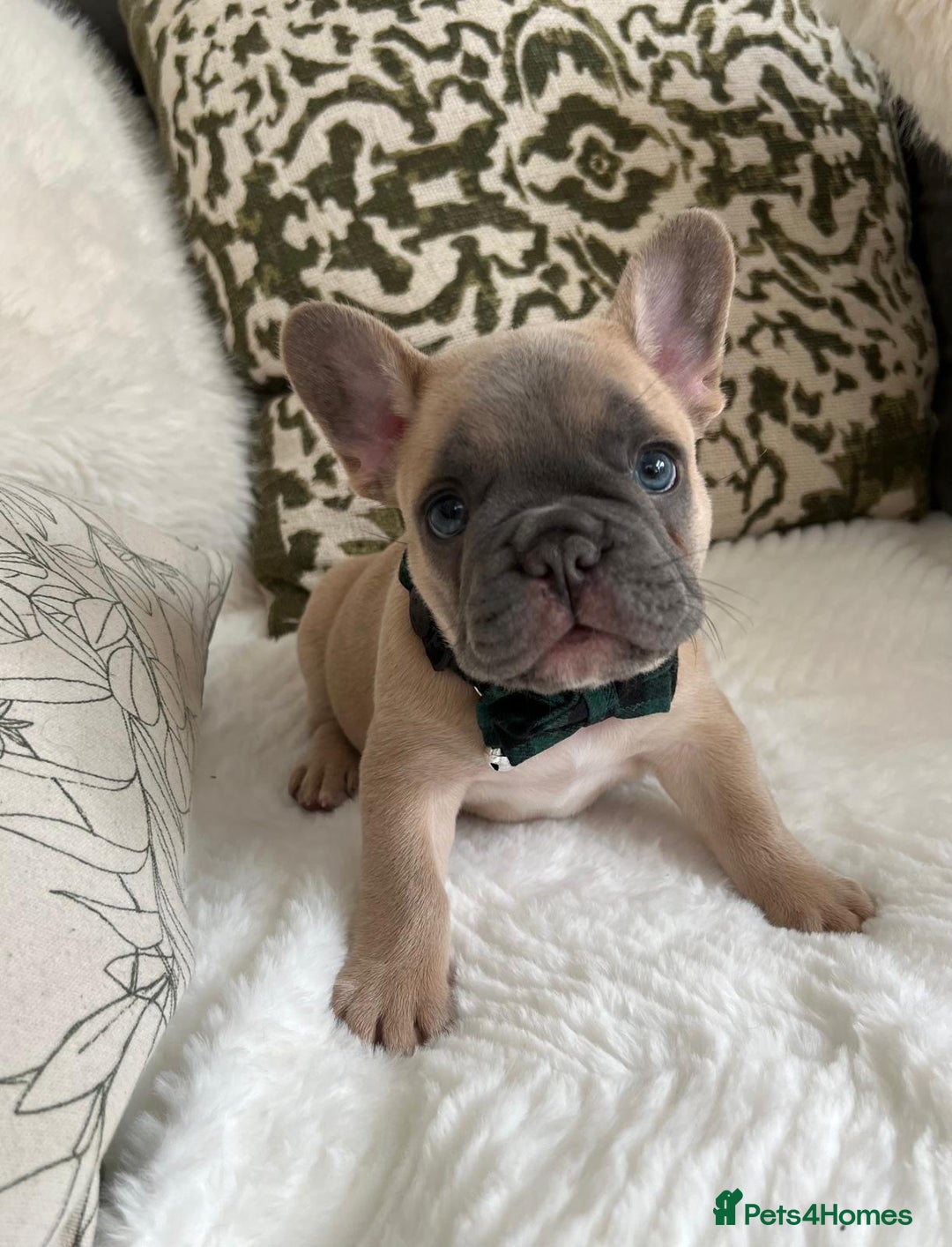 French Bulldog dogs for sale: Quality French Bulldog Puppies L4 carriers - Image 16