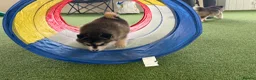 Pomsky dogs for sale: Pomsky puppies - Advert 11