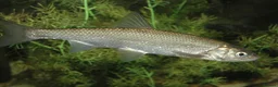 Minnows fish for sale: Native Fish Minnows, Carp, Perch, Silver Fish etc - Advert 7