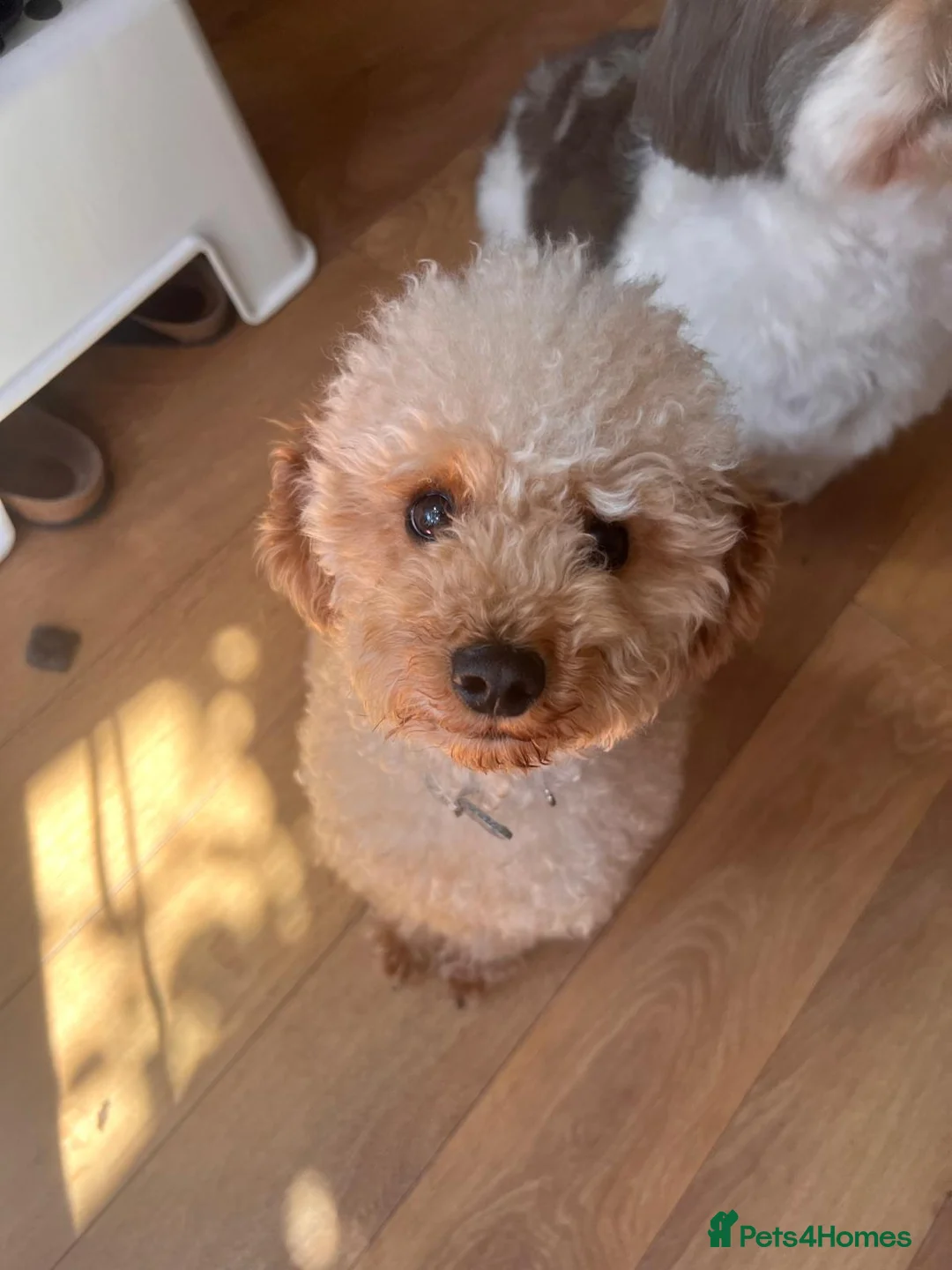 Toy Poodle dogs for stud: Toy poodle for stud - Russian lines  - Advert 3