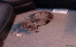 Mixed Breed dogs for sale: Stunning pup - Image 4