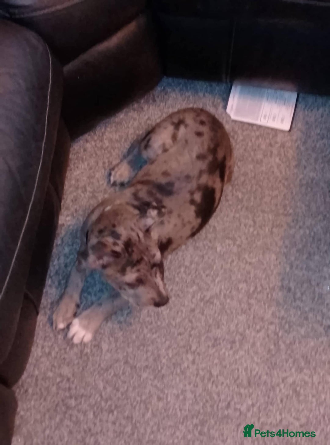 Mixed Breed dogs for sale: Stunning pup - Image 4