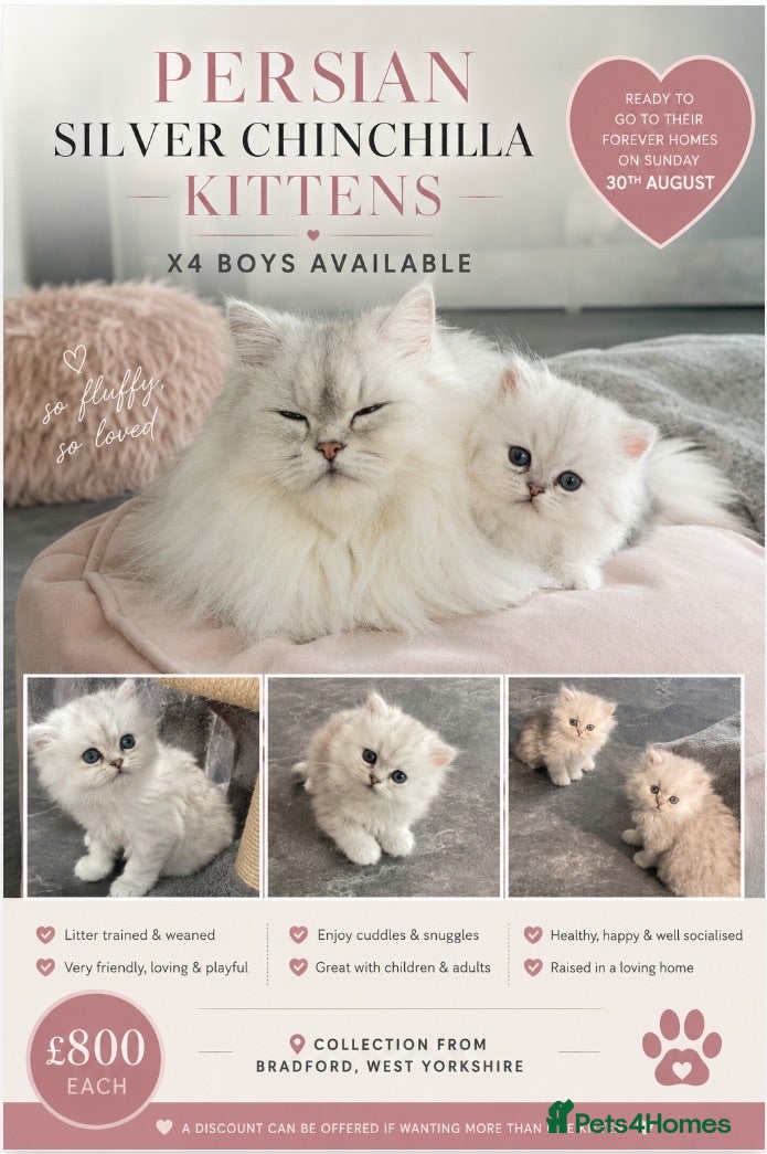 Persian cats Persian Kittens white and silver  - Advert 2