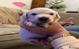 Golden Retriever dogs for sale: KC Reg Golden Retriever Pups - CHAMPION Bloodlines - Image 16