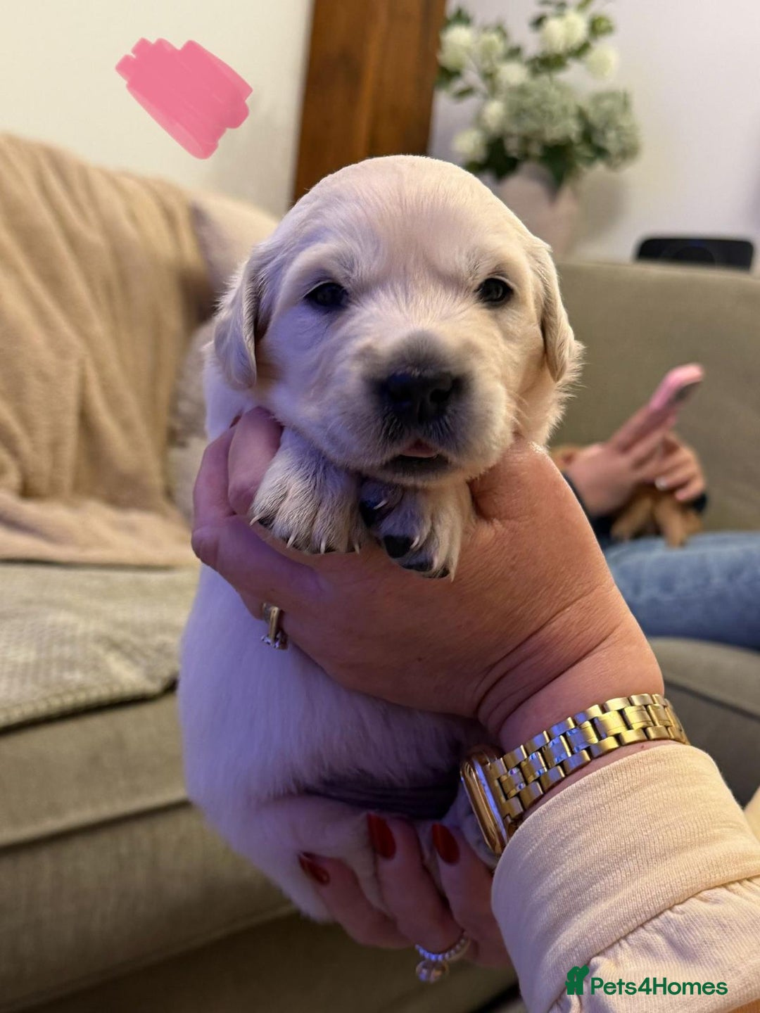 Golden Retriever dogs for sale: KC Reg Golden Retriever Pups - CHAMPION Bloodlines - Image 16