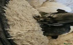 Pomeranian dogs for sale: Pomeranian puppies for loving and caring families  - Image 2