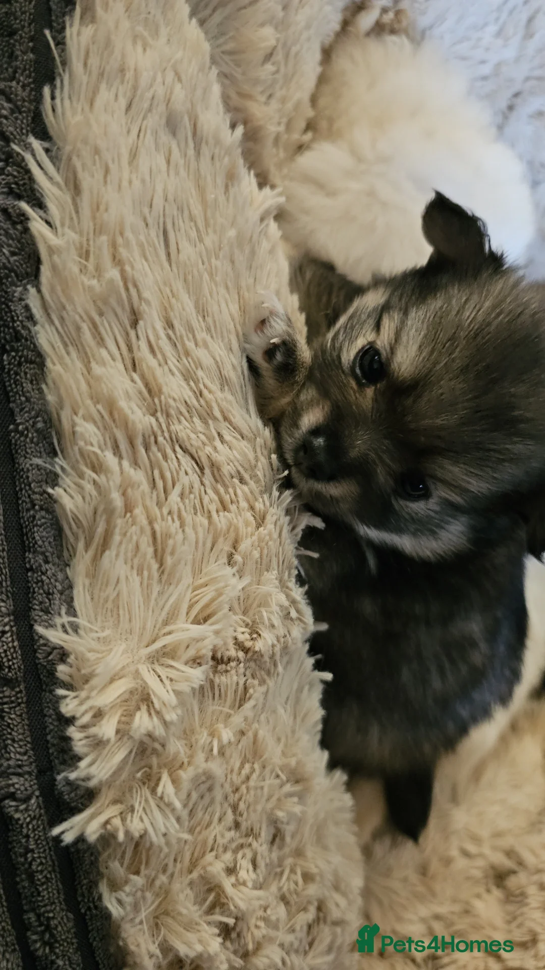 Pomeranian dogs for sale: Pomeranian puppies for loving and caring families  - Image 2