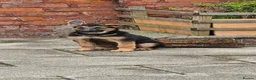 German Shepherd dogs for sale: 1 german shepherd puppy - Advert 4