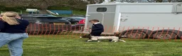 English Springer Spaniel dogs for sale: KC Reg Liver and White English Springer Spaniels - Advert 22