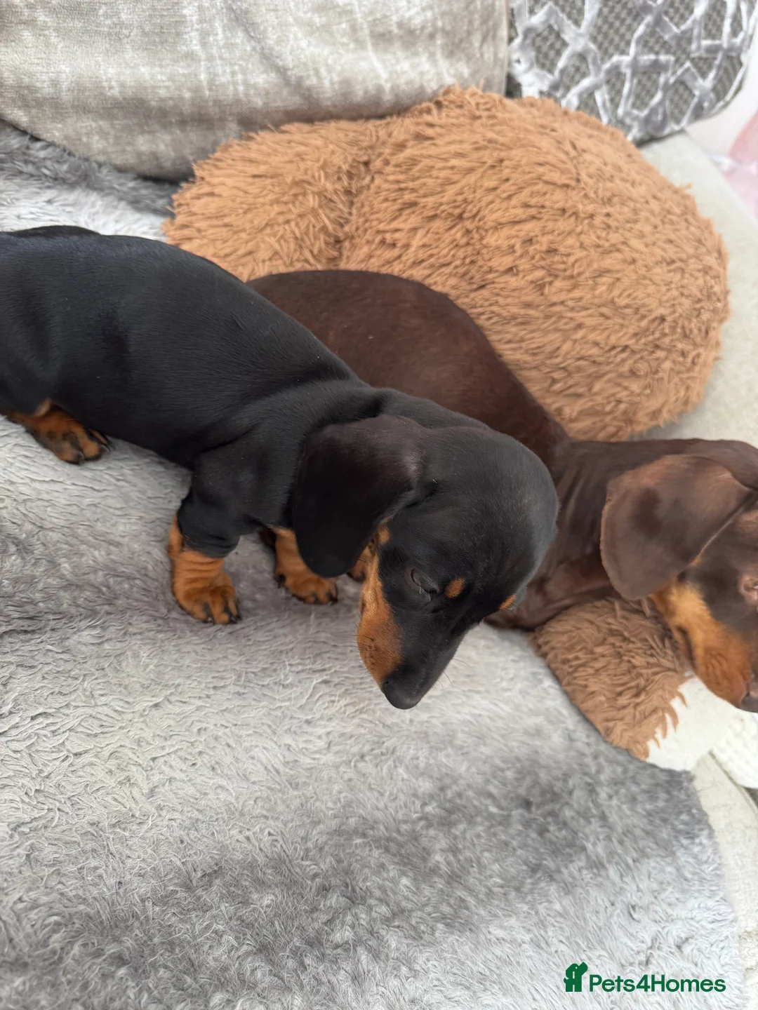 Dachshund dogs for sale: Stunning Black and Tan smooth haired miniature  - Advert 2
