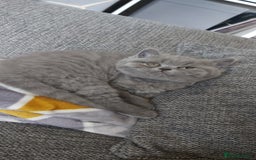 British Shorthair cats for sale: GCCF Registered British Shorthair  - Image 10