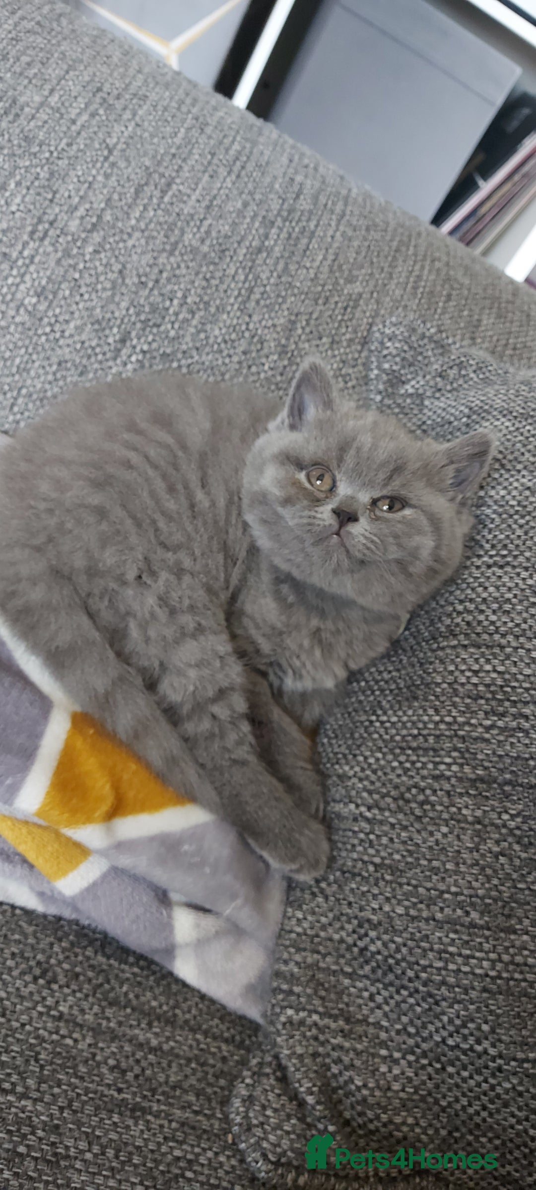 British Shorthair cats for sale: GCCF Registered British Shorthair  - Image 10